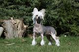 CHIEN NU CHINOIS 035